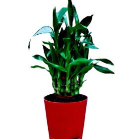 Air Purifying Good Luck 2 Layer Lucky Bamboo Plant in Red Self Pot
