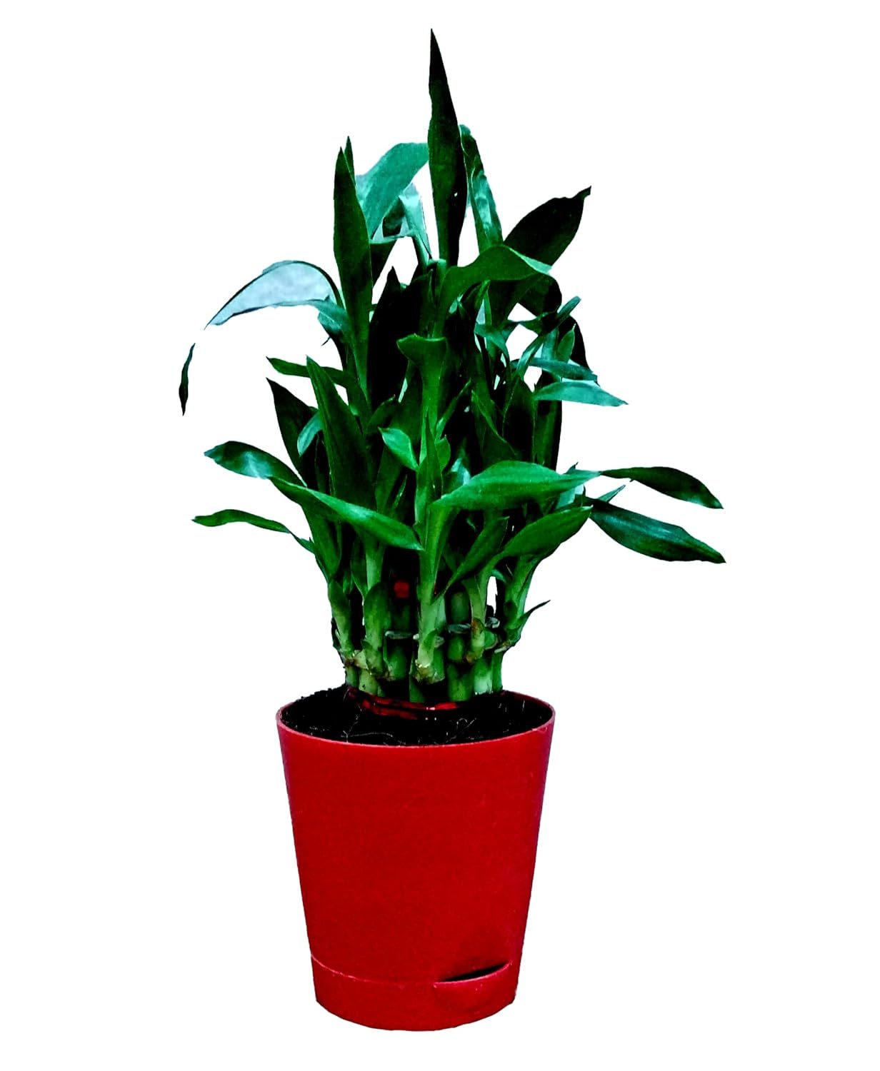 Air Purifying Good Luck 2 Layer Lucky Bamboo Plant in Red Self Pot