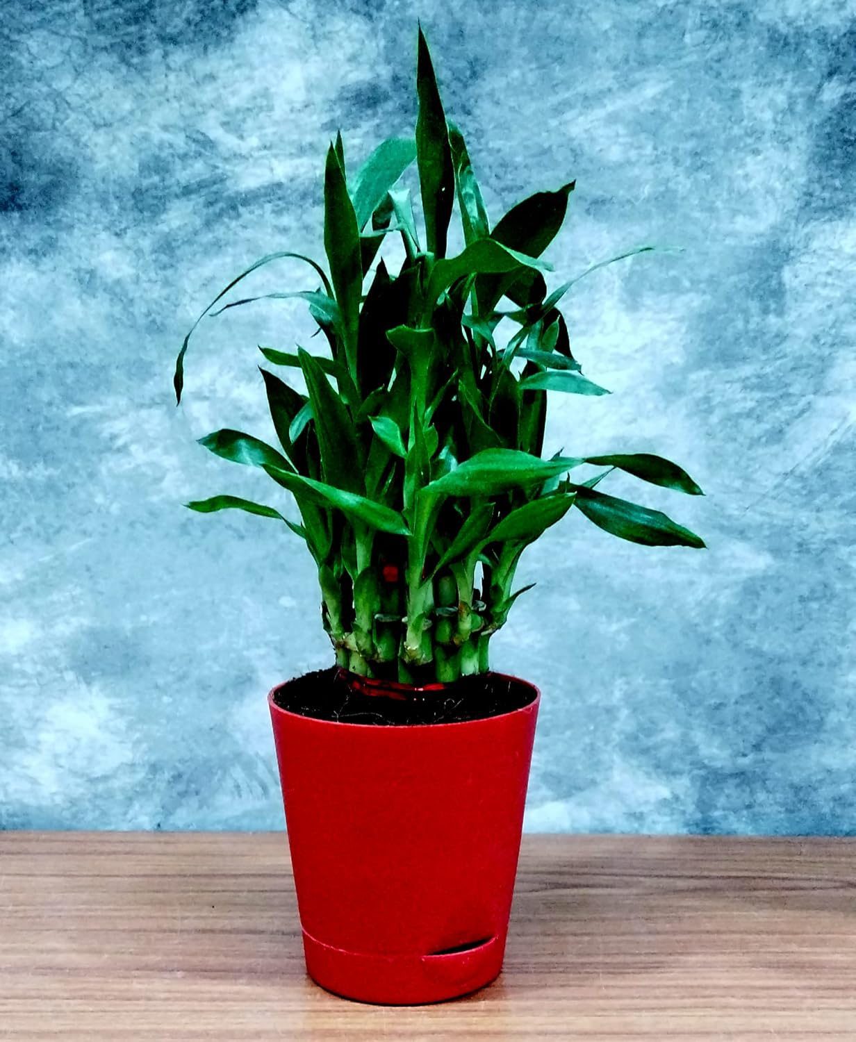 Air Purifying Good Luck 2 Layer Lucky Bamboo Plant in Red Self Pot - Image 2