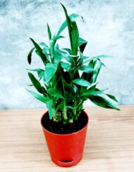 Air Purifying Good Luck 2 Layer Lucky Bamboo Plant in Red Self Pot - Image 3