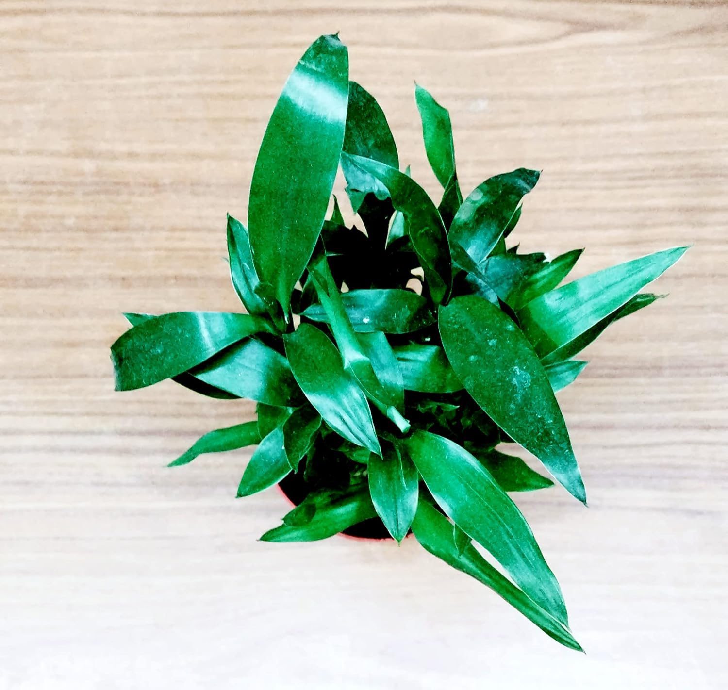 Air Purifying Good Luck 2 Layer Lucky Bamboo Plant in Red Self Pot - Image 4