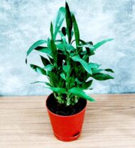 Air Purifying Good Luck 2 Layer Lucky Bamboo Plant in Red Self Pot - Image 5
