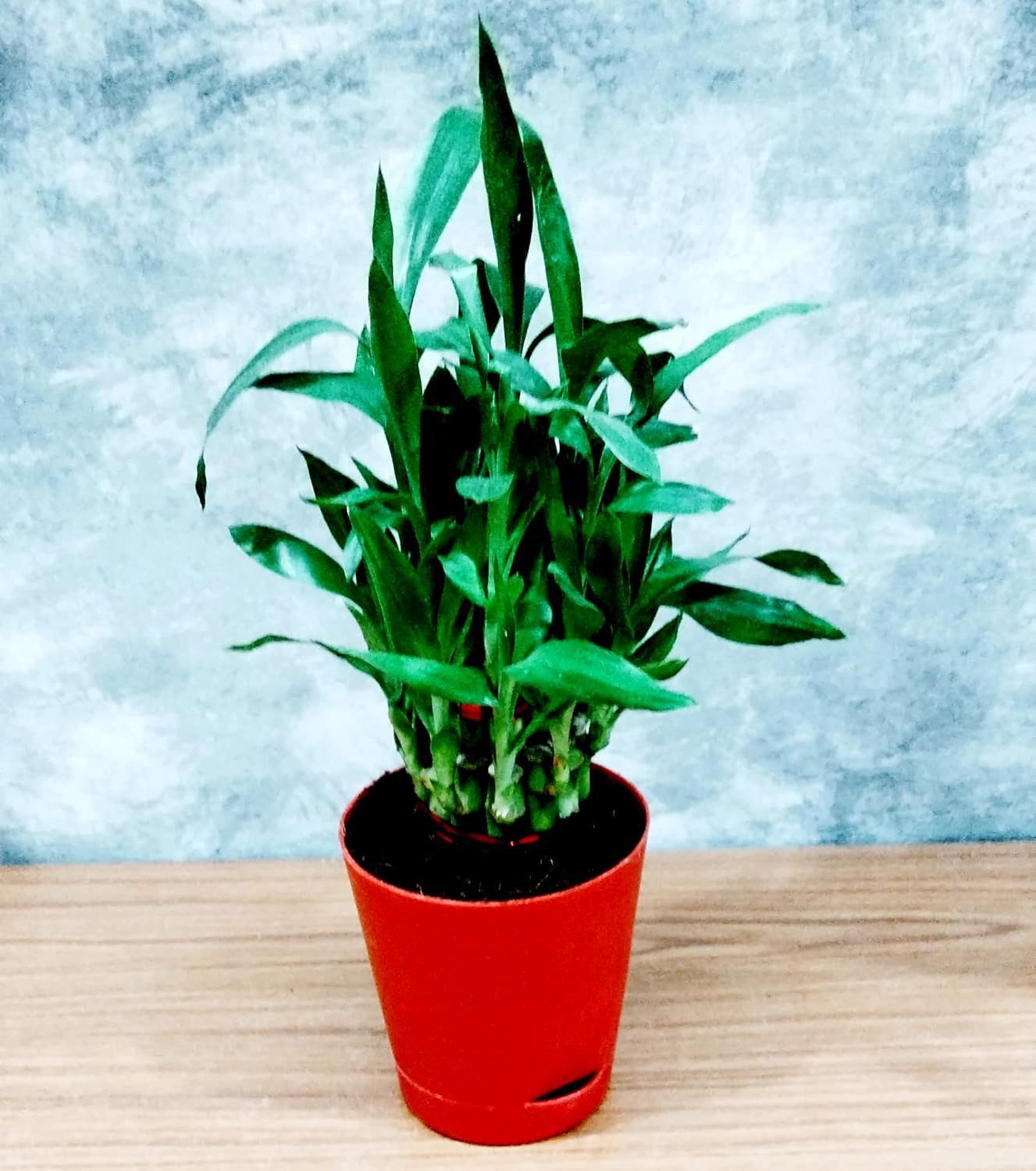 Air Purifying Good Luck 2 Layer Lucky Bamboo Plant in Red Self Pot - Image 6