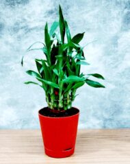 Air Purifying Good Luck 2 Layer Lucky Bamboo Plant in Red Self Pot - Image 7