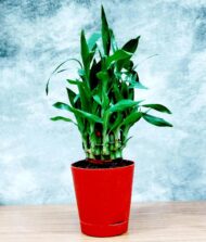 Air Purifying Good Luck 2 Layer Lucky Bamboo Plant in Red Self Pot - Image 8