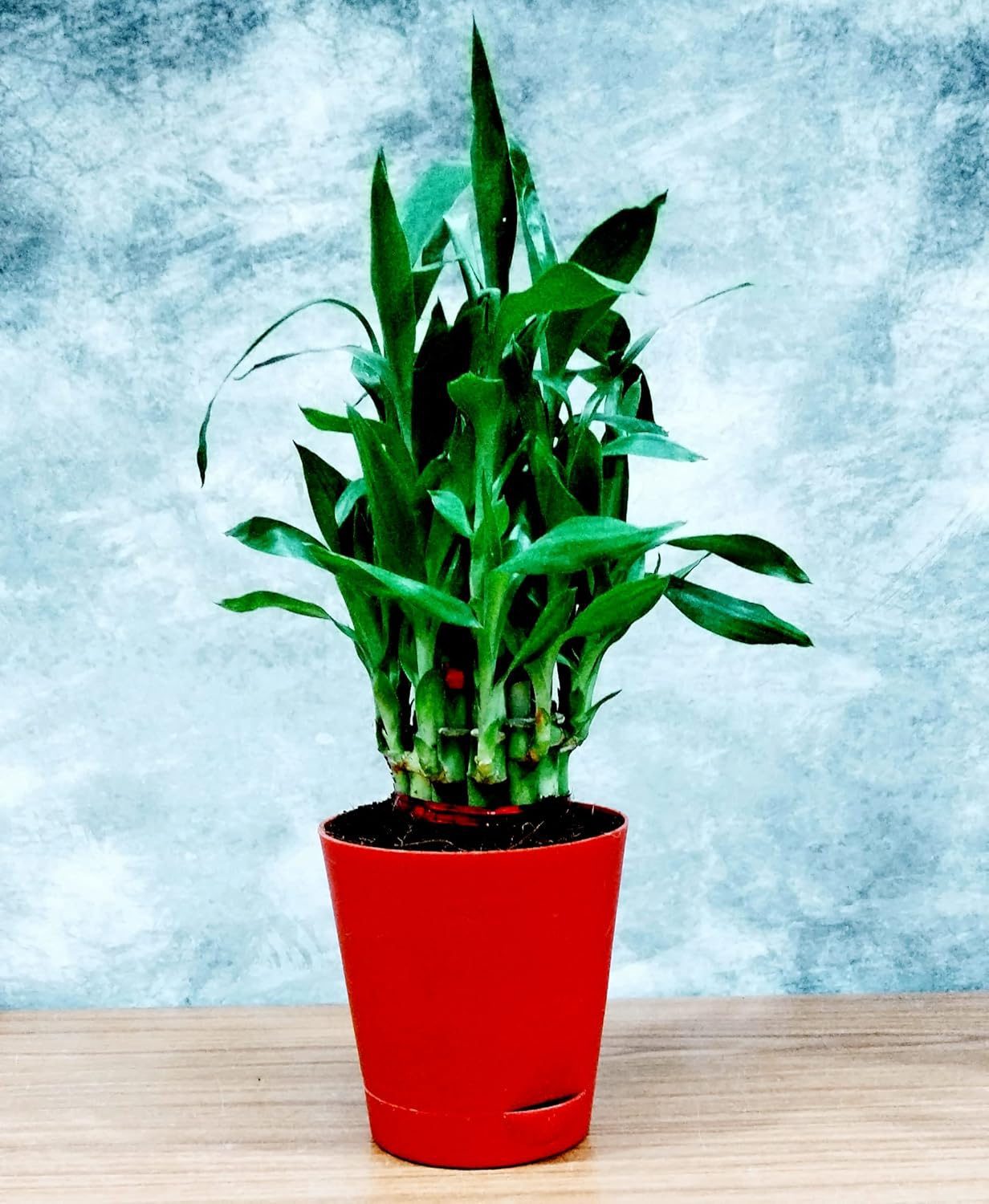 Air Purifying Good Luck 2 Layer Lucky Bamboo Plant in Red Self Pot - Image 9