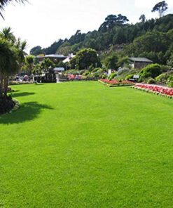 Lawn Grass Seeds - 15000 Seeds Pack