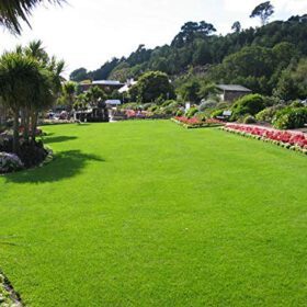 Lawn Grass Seeds - 15000 Seeds Pack