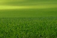 Lawn Grass Seeds - 15000 Seeds Pack - Image 2