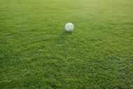 Lawn Grass Seeds - 15000 Seeds Pack - Image 5