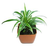 Air Purifying Chlorophytum Comosum Spider Plant in Orange Fiber Pot