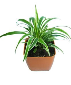 Air Purifying Chlorophytum Comosum Spider Plant in Orange Fiber Pot