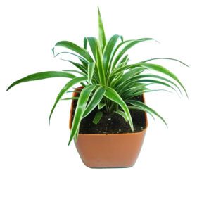 Air Purifying Chlorophytum Comosum Spider Plant in Orange Fiber Pot