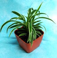 Air Purifying Chlorophytum Comosum Spider Plant in Orange Fiber Pot - Image 2