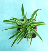 Air Purifying Chlorophytum Comosum Spider Plant in Orange Fiber Pot - Image 3