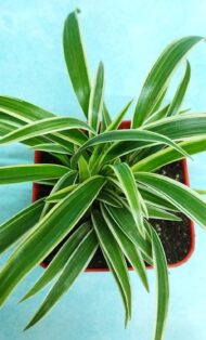 Air Purifying Chlorophytum Comosum Spider Plant in Orange Fiber Pot - Image 4