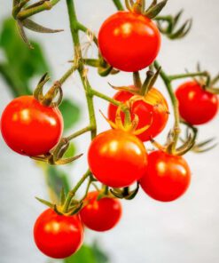 Small Cherry Tomato Lycopersicon Seeds 30 Seeds