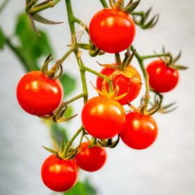 Small Cherry Tomato Lycopersicon Seeds 30 Seeds