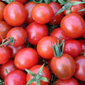 Small Cherry Tomato Lycopersicon Seeds 30 Seeds - Image 2