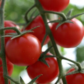 Small Cherry Tomato Lycopersicon Seeds 30 Seeds - Image 3