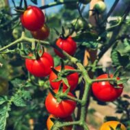 Small Cherry Tomato Lycopersicon Seeds 30 Seeds - Image 4