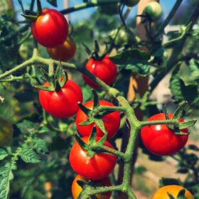 Small Cherry Tomato Lycopersicon Seeds 30 Seeds - Image 4