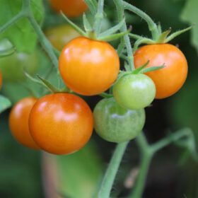 Small Cherry Tomato Lycopersicon Seeds 30 Seeds - Image 5