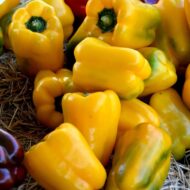 Yellow Bell Pepper Capsicum Vegetable Seeds - Image 2