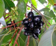 Live Black Jamun Jam Kala Jamun Sweet Fruit Plant