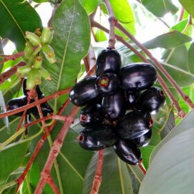 Live Black Jamun Jam Kala Jamun Sweet Fruit Plant