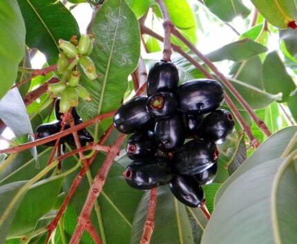 Live Black Jamun Jam Kala Jamun Sweet Fruit Plant