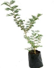 Shamy Plant