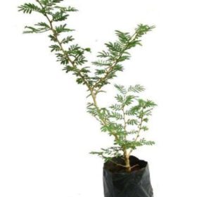 Shamy Plant