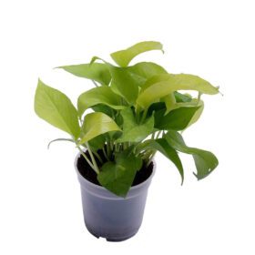 Golden Money Plant