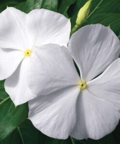 Live White Vinca Flower Plant