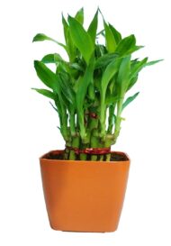 2 Layer Lucky Bamboo Plant