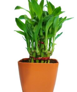 2 Layer Lucky Bamboo Plant