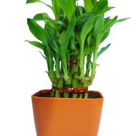 2 Layer Lucky Bamboo Plant