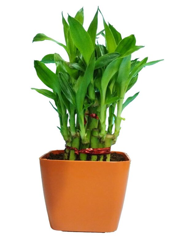 2 Layer Lucky Bamboo Plant
