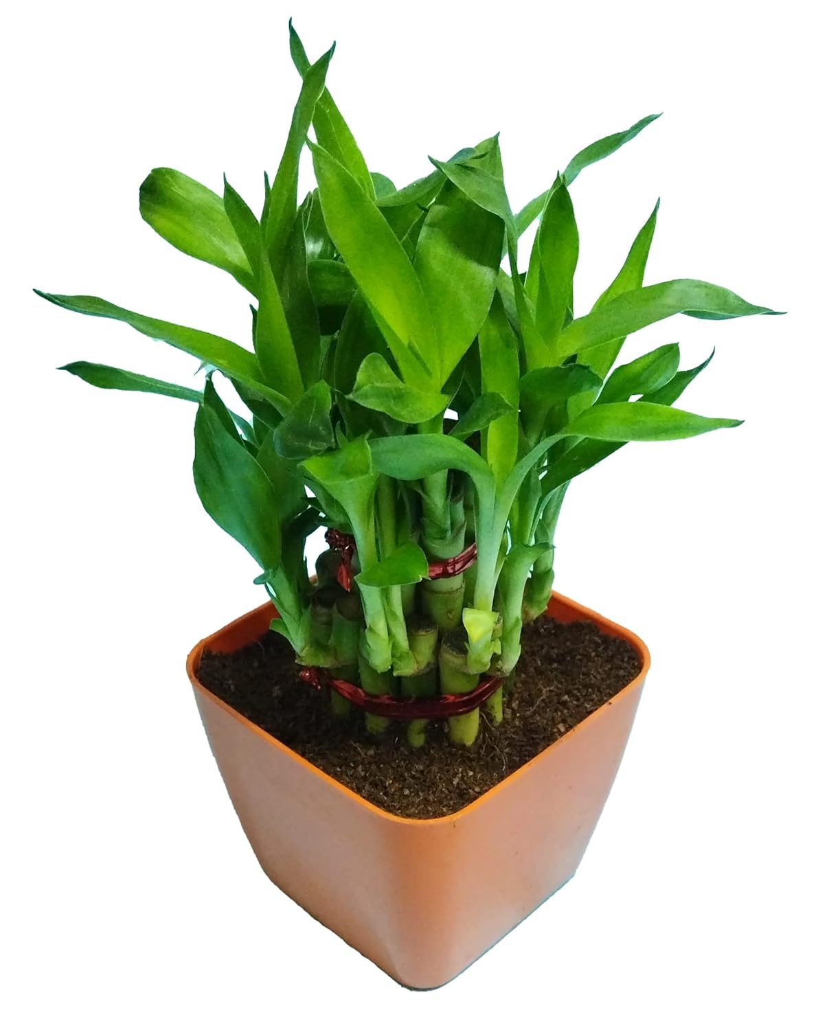 2 Layer Lucky Bamboo Plant in Orange Plastic Pot - Image 2