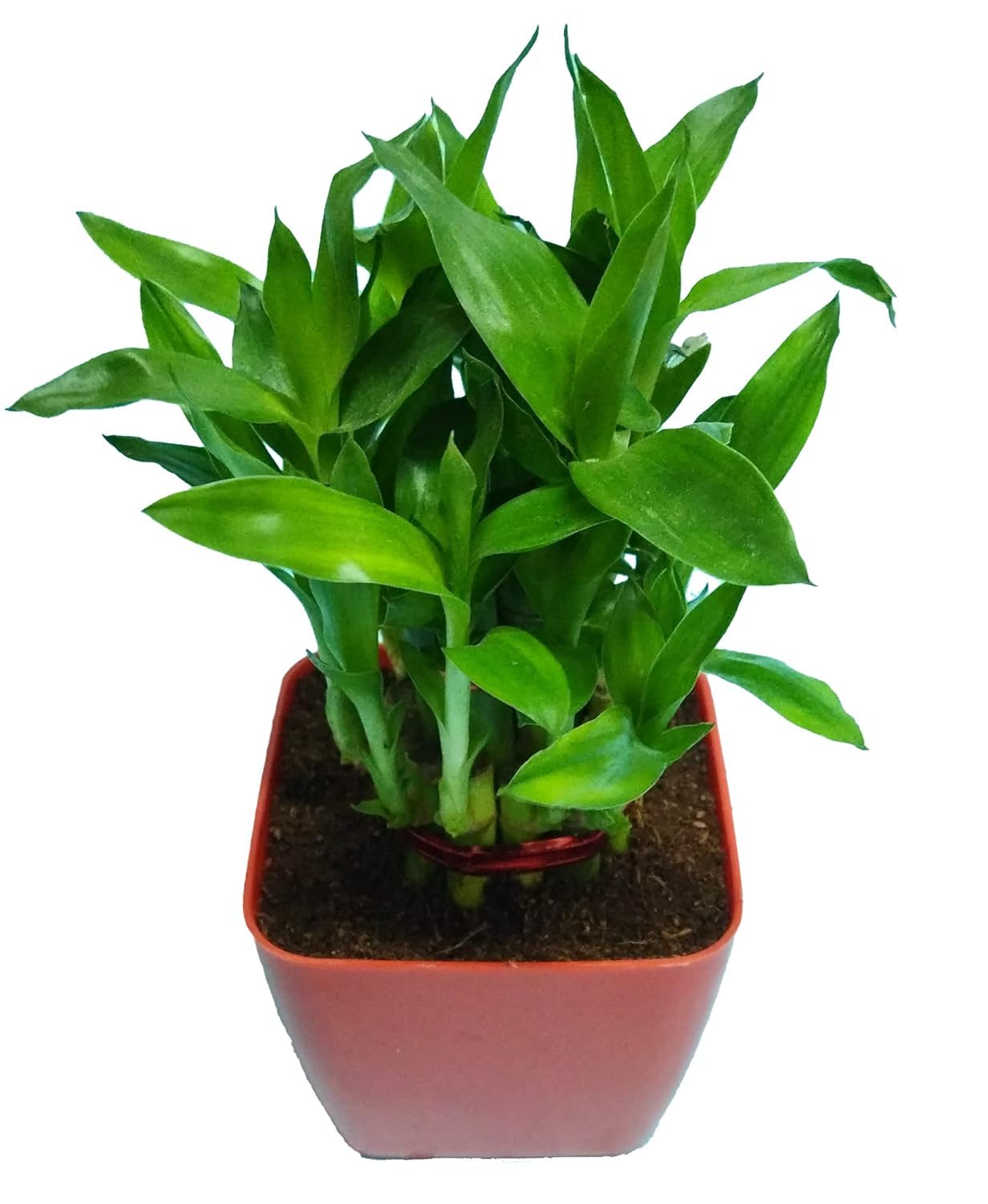 2 Layer Lucky Bamboo Plant in Orange Plastic Pot - Image 3