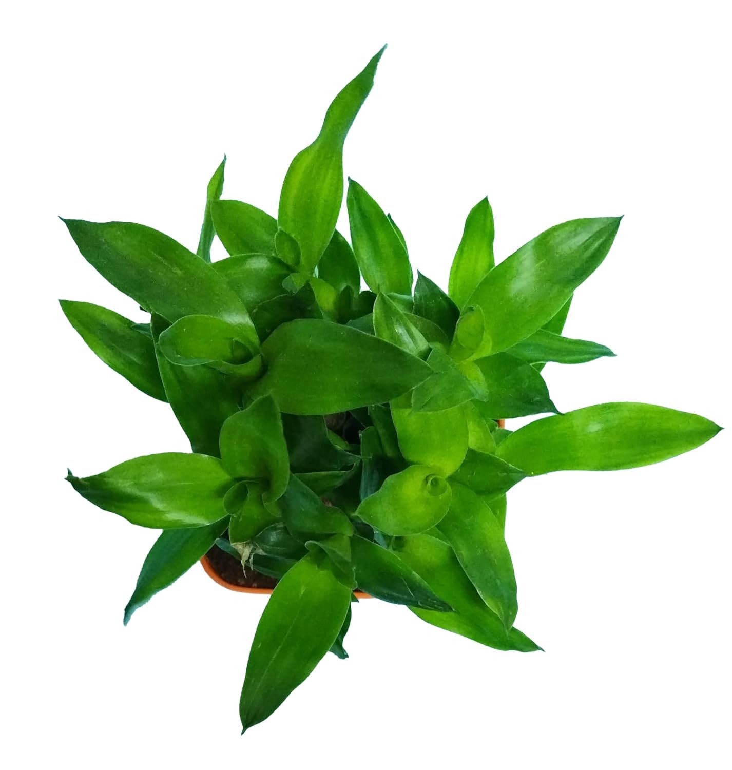 2 Layer Lucky Bamboo Plant in Orange Plastic Pot - Image 4