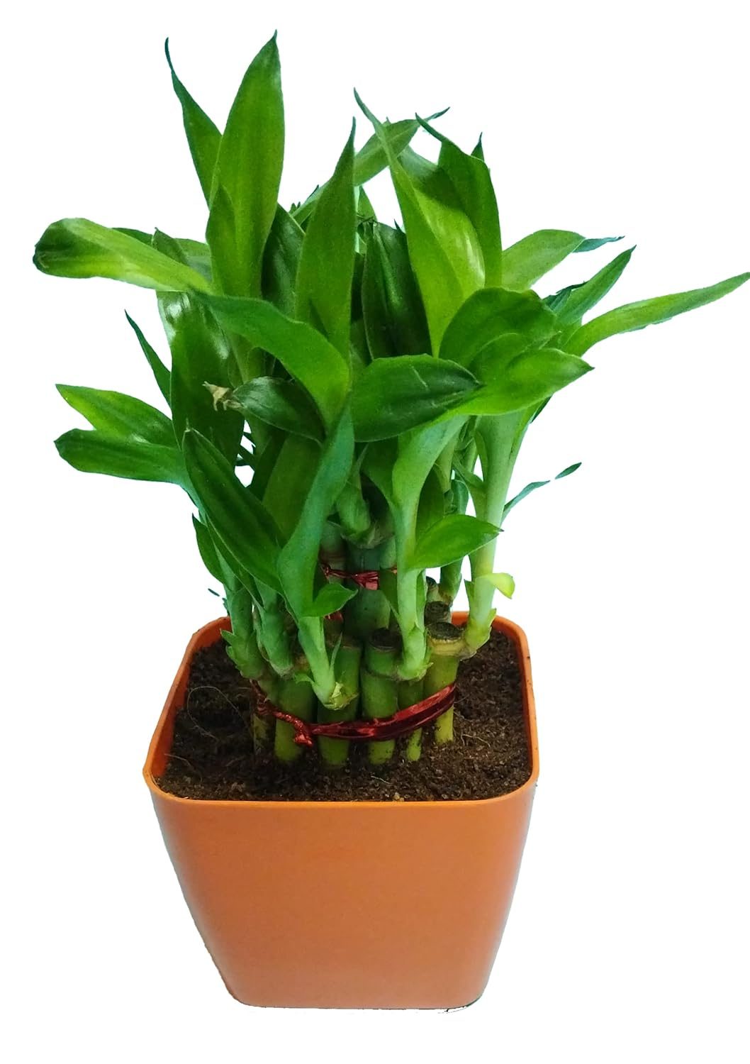 2 Layer Lucky Bamboo Plant in Orange Plastic Pot - Image 5