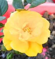 Orange Rose Plant