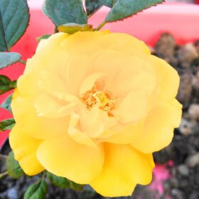 Orange Rose Plant