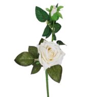 White Rose Plant