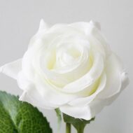 White Rose Plant - Image 2