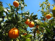 Darjeeling Orange Plant - Image 3
