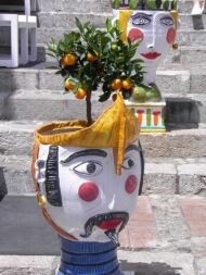Darjeeling Orange Plant - Image 4