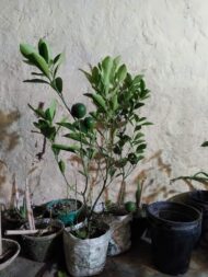 Darjeeling Orange Plant - Image 5